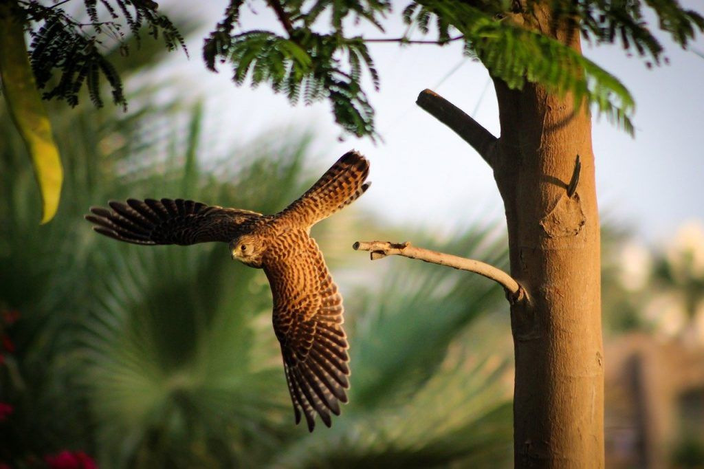 kestrel, hunting, flying